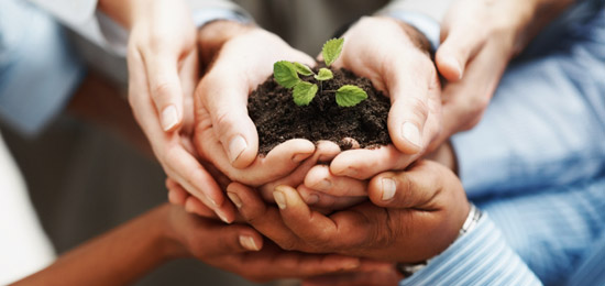 Hands clasped around seedling