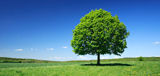Image of a tree in a field